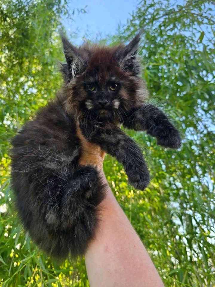 Ella — Maine Coon Kitten